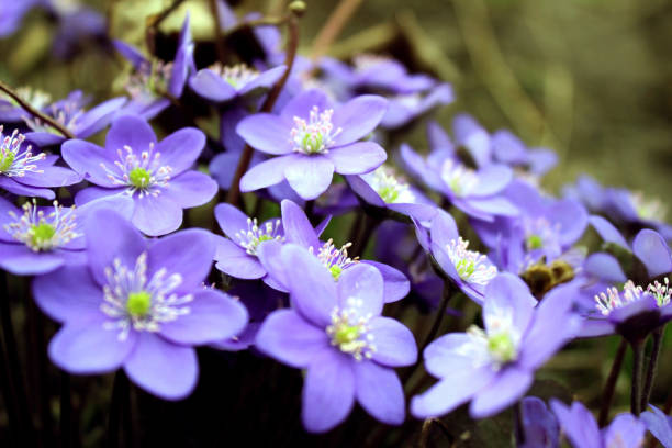 istock Hepatica nobilis - blooming flowers in early spring, blurred background. 1216387984