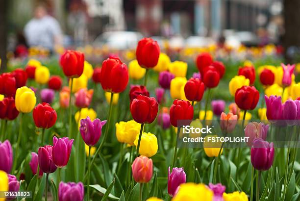 Photo libre de droit de Tulipes banque d'images et plus d'images libres de droit de Chicago - Illinois - Chicago - Illinois, Faire les courses, Centre-ville