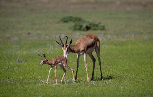 istock Springboks in the Kalahari. 1216388336