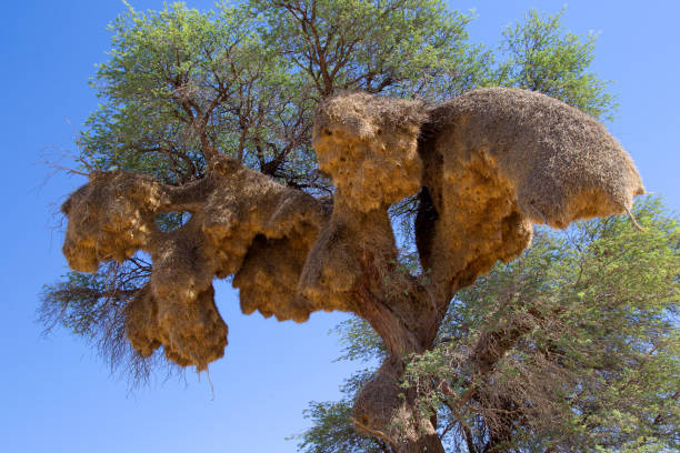 istock Kalahari desert. 1216388489