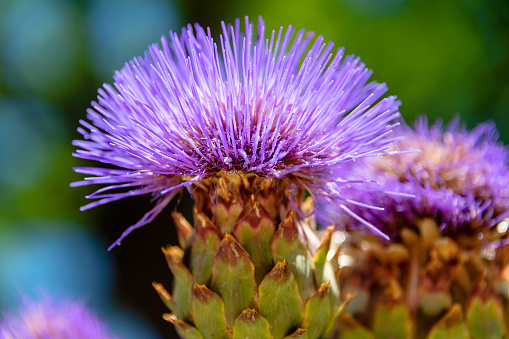 Beautiful pink artichoke flower