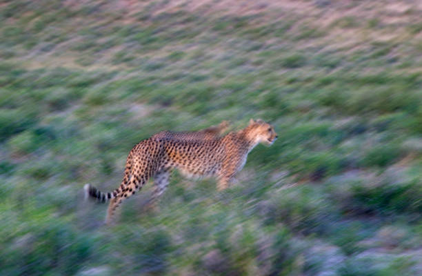 istock Cheetah in the Kalahari. 1216388604