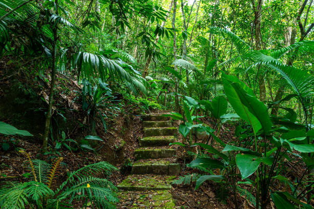 brazilian rainforest in florianópolis, santa catarina, brazil - green woods forest southern brazil imagens e fotografias de stock