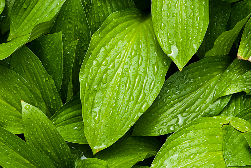 Green leafs with water drops