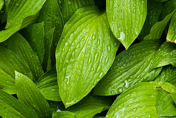 verde com gotas de água de folhasname - dewdrops abstract imagens e fotografias de stock