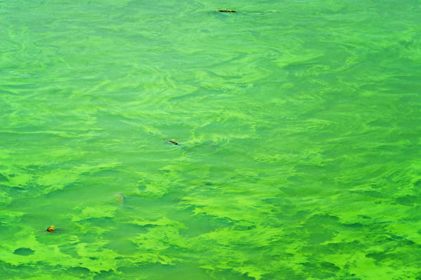 istock Swampy green dirty lake. Green algae pollution on a water surface. 1216389928