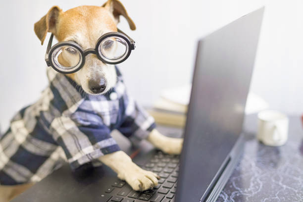 istock Adorable dog is working on project online. 1216390546