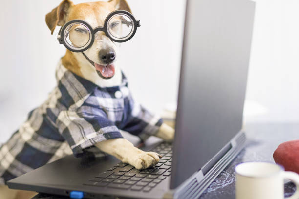 istock Funny pet in blue shirt and nerd looking at camera and smiling 1216390557