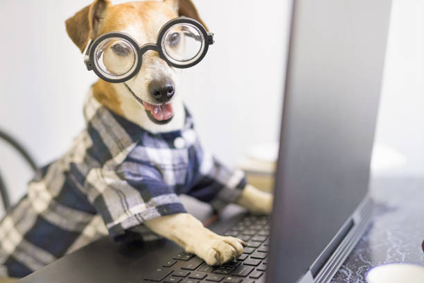 istock Happy smiling dog is working on project online. 1216390609