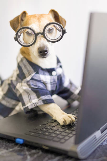 istock Adorable dog is working on project online. 1216390630