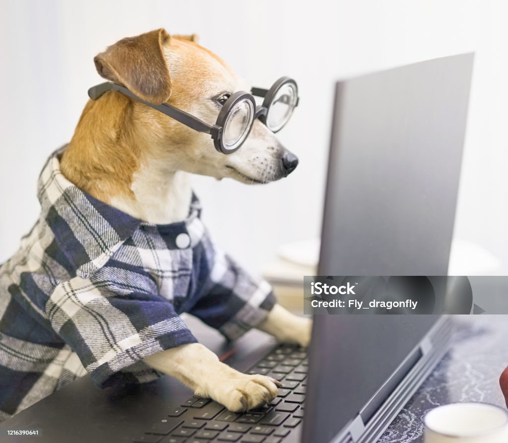 Funny Smart Dog Using Laptop Stock Photo - Download Image Now - Dog,  Animal, Computer - iStock