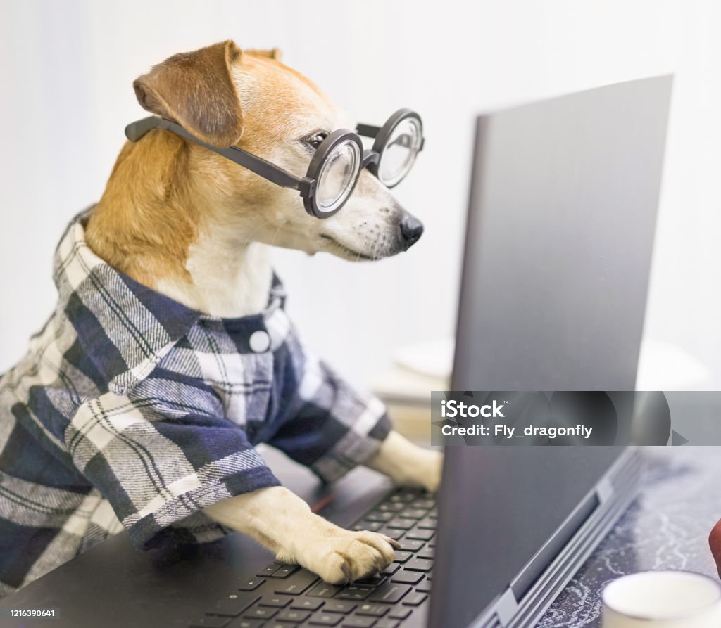 Funny Smart Dog Using Laptop Stock Photo - Download Image Now - Dog, Animal, Computer - iStock Funny Smart Dog Using Laptop Stock Photo - Download Image Now - Dog, Animal, Computer - iStock