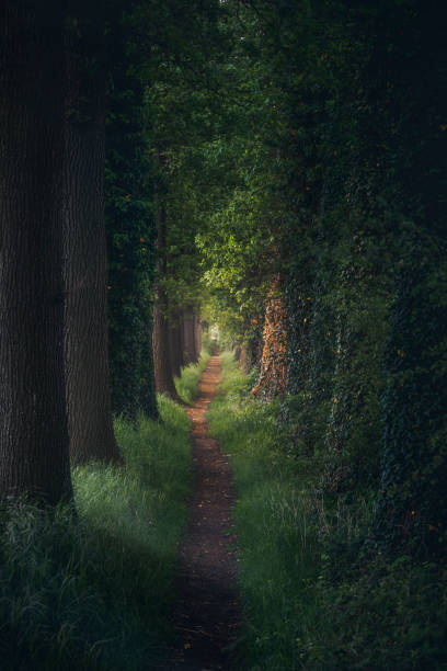 春の日の出の魔法の森の道と木のトンネル - nobody horror spooky road ストックフォトと画像