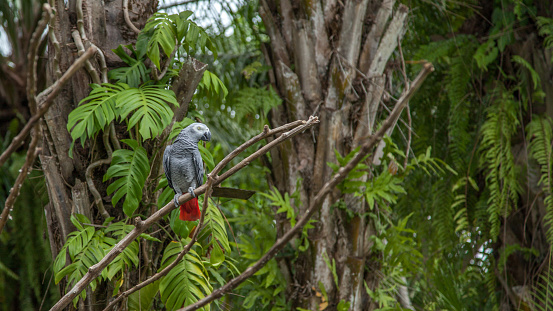 A Jaco parrot in a humid tropical environment.