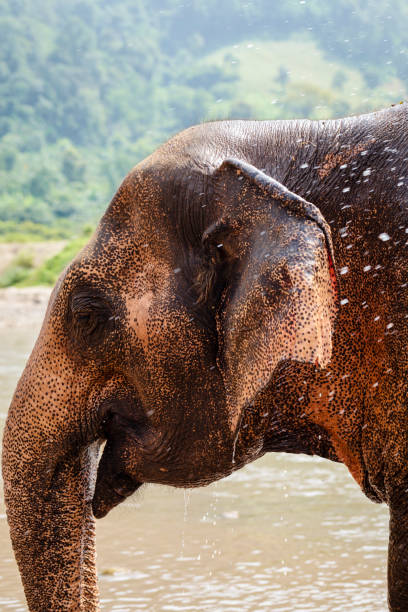 istock Elephant Rescue Park in Chiang Mai, Thailand 1216393340