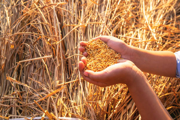 istock Organic paddy in the hand 1216393437