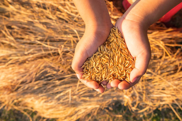 istock Organic paddy in the hand 1216393451