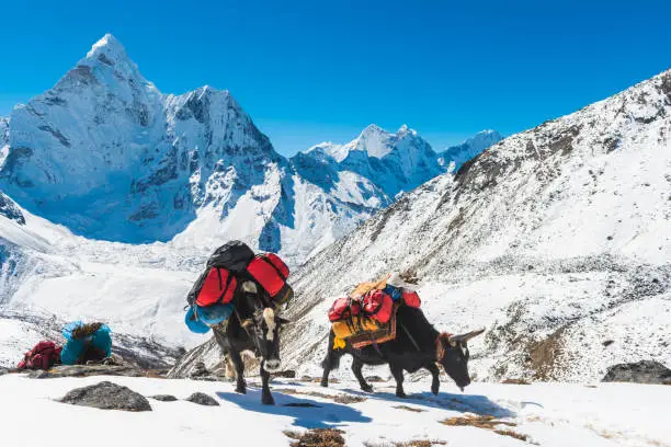 Yak dzo carrying expedition equipment beneath the iconic snowy spire of Ama Dablam (6812m) high in the Himalaya mountain wilderness of the Sagarmatha National Park, a UNESCO World Heritage Site in Nepal.