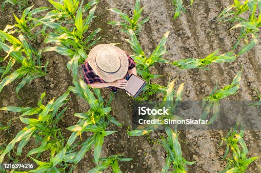 istock Female Farmer using tablet in corn field. View from above of a Female farmer in a straw hat using a tablet in a corn field 1216394216