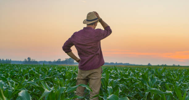 istock Farmer standing in corn field at sunset 1216394250