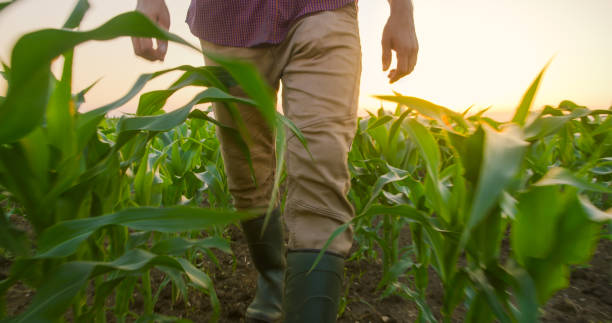 istock Low section of farmer walking in corn field 1216394278