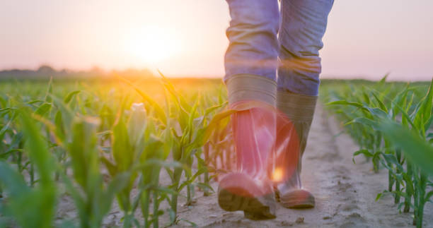 istock Low section of farmer walking in corn field 1216394283
