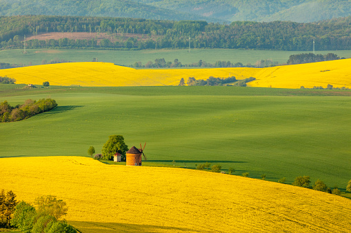 Drone point of view shot of an idyllic countryside landscape with view of the exterior of a traditional windmill and a vibrant yellow rapeseed field, Moravia, Czech Republic