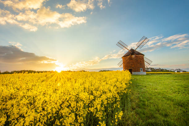 Countryside landscape with windmill and rapeseed field