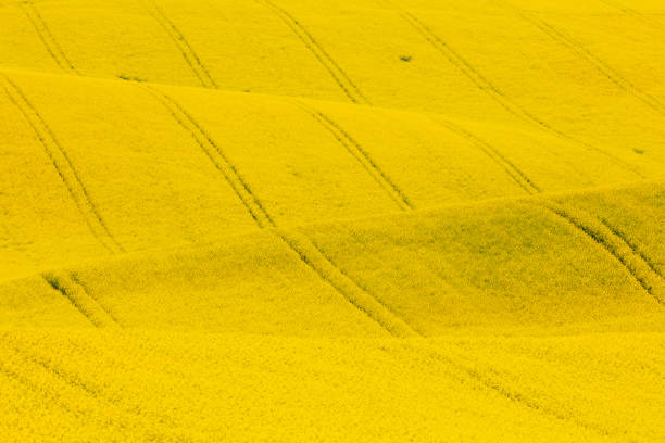 beautiful landscape with canola field under blue skysee my