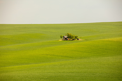 Idyllic countryside landscape with distant view of a hut among a vast green field, Moravia, Czech Republic