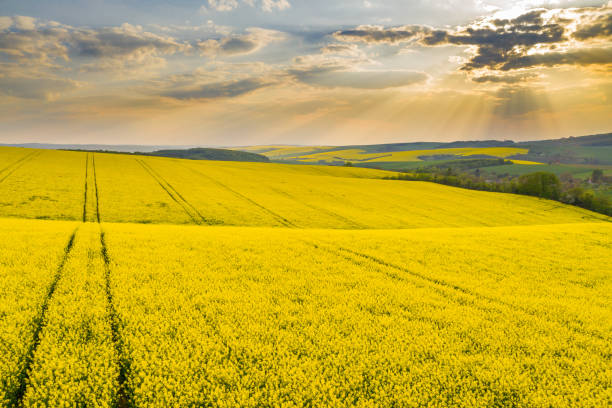 istock Vast rapeseed field at sunset, Moravia, Czech Republic 1216394768