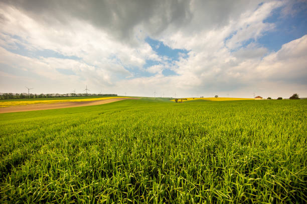 Countryside landscape with a vast green field under a blue sky with white clouds, Moravia, Czech Republic
