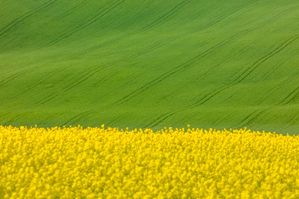 Agrimony eupatoria growing in a blurred green field