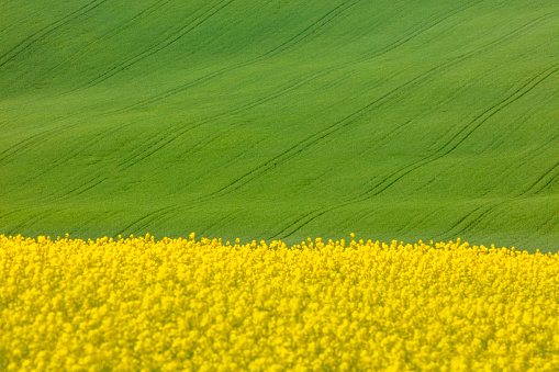 Landscape with view of vibrant green and yellow fields, Moravia, Czech Republic