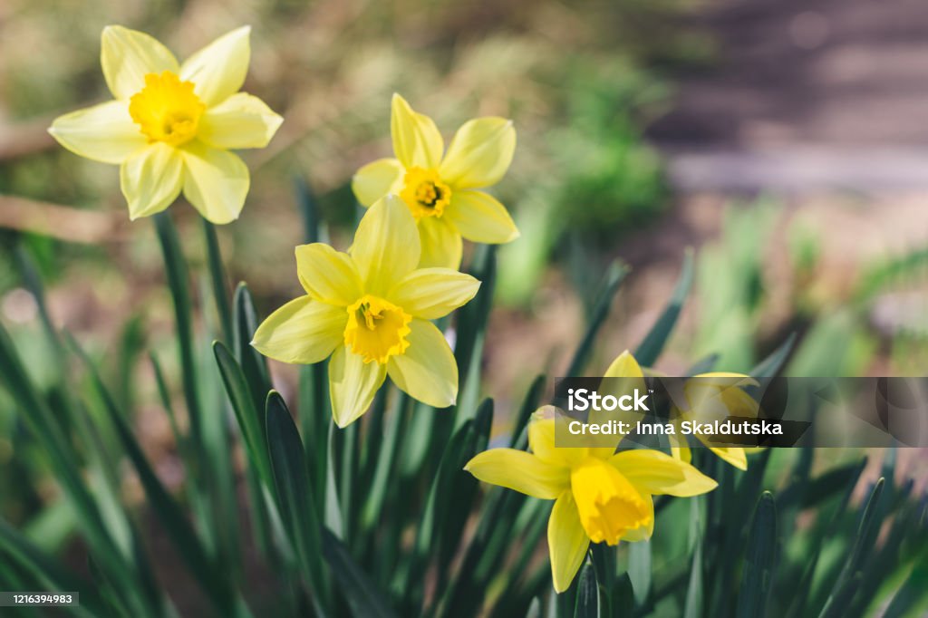Hermosos Narcisos Amarillos En Un Jardín De Primavera Flores De Narciso En  Flor De Primavera Foto de stock y más banco de imágenes de Abril - iStock