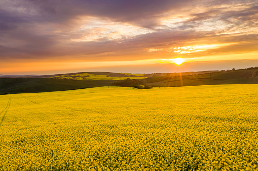 Drone point of view shot of a vast vibrant yellow rapeseed field under a moody sky at sunset, Moravia, Czech Republic
