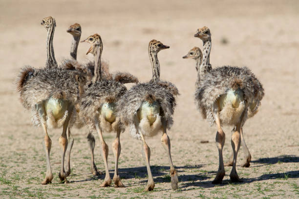 istock Ostrich in the desert. 1216395060