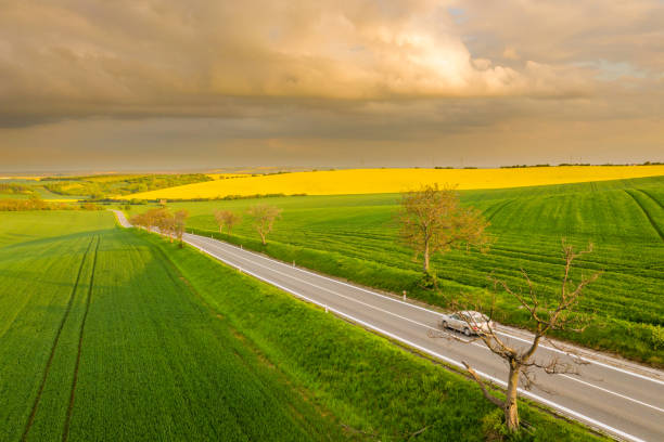 Drone point of view shot of a countryside landscape with a treelined road going through a vast green agricultural field, Moravia, Czech Republic