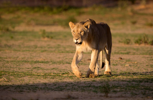 istock Lion in the Kalahari 1216395697