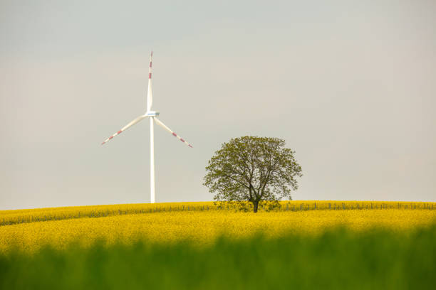 필드, 나무를 가로 질러 풍력 터빈 - wind turbine austria field yellow 뉴스 사진 이미지