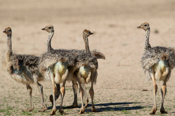 istock Ostrich in the desert. 1216395774