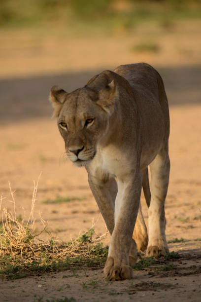 istock Lion in the Kalahari 1216395832
