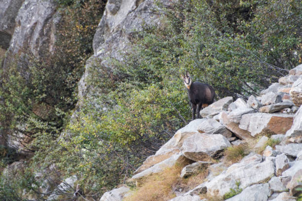 istock Chamois detailed face on the mountain composition 1216395917