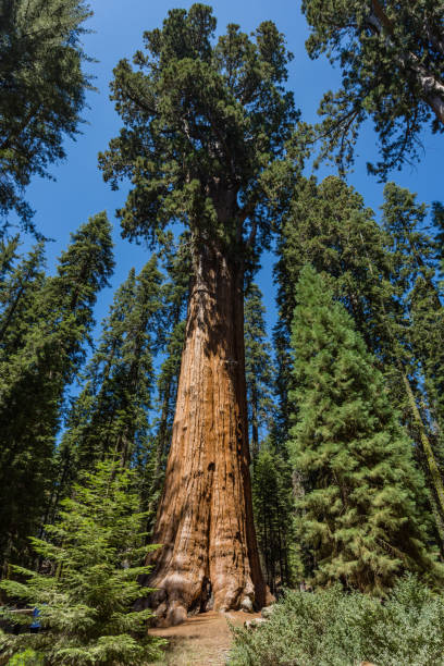 istock Giant Sequoia tree in Yosemite National Park, California 1216395936