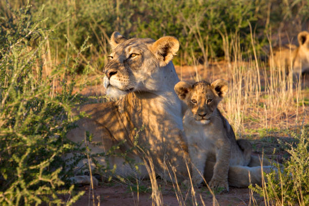 istock Lion in the Kalahari 1216395959