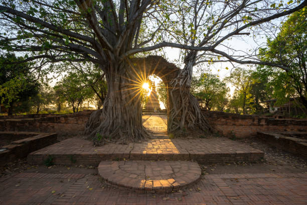 Wat Phra Ngam (Abandoned), The ancient temple arch that has been surrounded by tree roots over time, Ayutthaya, Thailand, 22/02/2019.