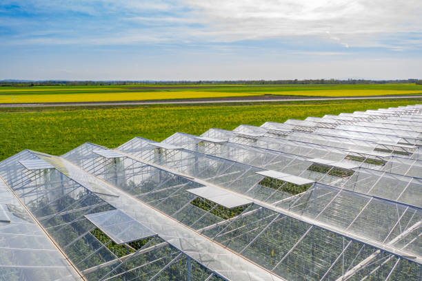 istock Aerial view Greenhouses with vegetables 1216397604