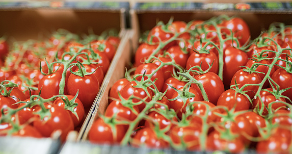 Photograph with a close-up of lots of red tomatoes in crates