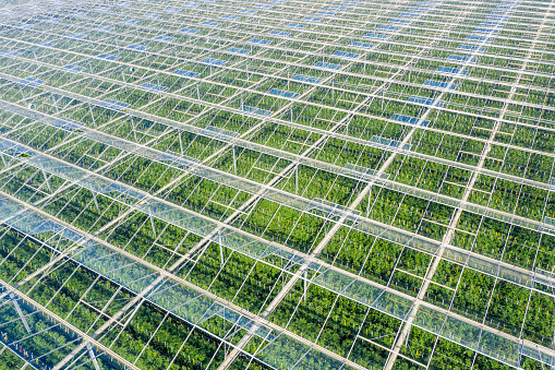 Drone point view of tomato greenhouse