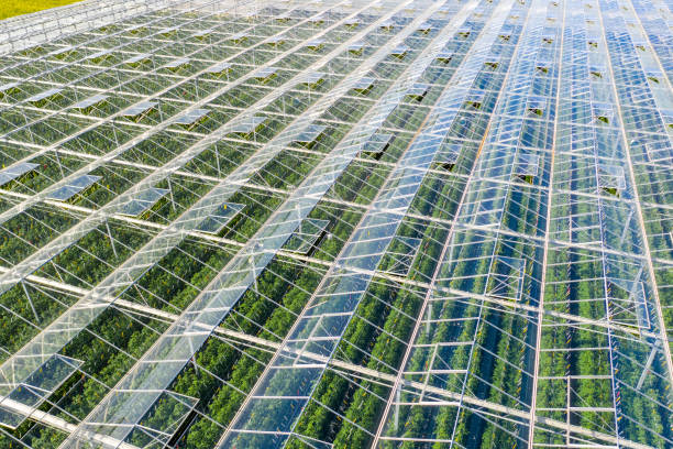 istock Greenhouses with vegetables. Tomato farm. 1216397638